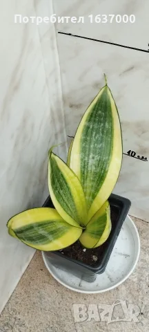 Мини сансевиера Golden hahnii 