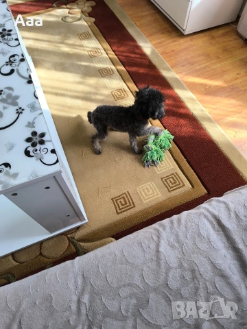 сребърен той пудел, снимка 2 - Пудели - 53856667