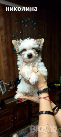 Продавам Йоркширски териер , снимка 13 - Йоркширски териер - 53016088