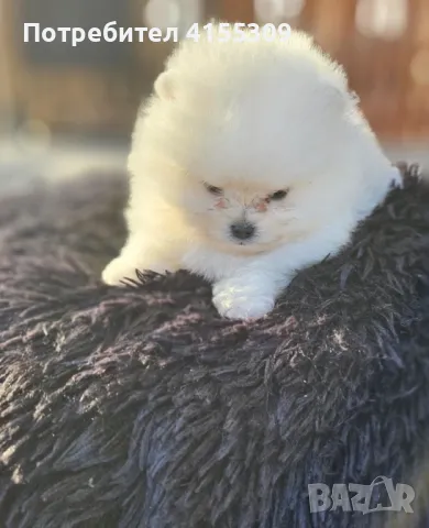 Мини Померан, снимка 3 - Померан - 48347965