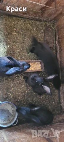 Зайци Пеперуда ., снимка 12 - Други животни - 42568244