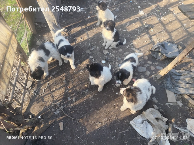 Каракачанки , снимка 11 - Каракачанска овчарка - 53824577