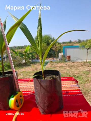 Палми от производител, снимка 11 - Стайни растения - 51037174