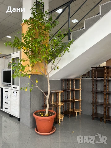 продавам цветя