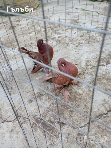 Ростовски гълъби , снимка 7 - Гълъби - 52180409
