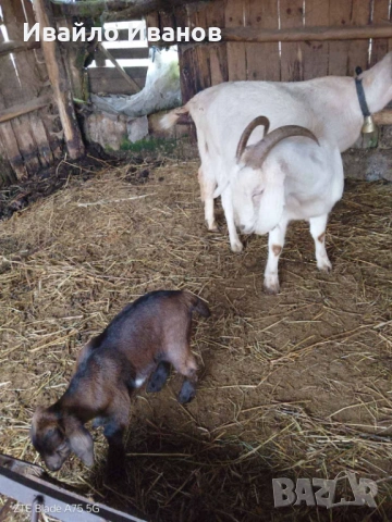 Продавам кози с ярета, снимка 4 - Кози - 53247338