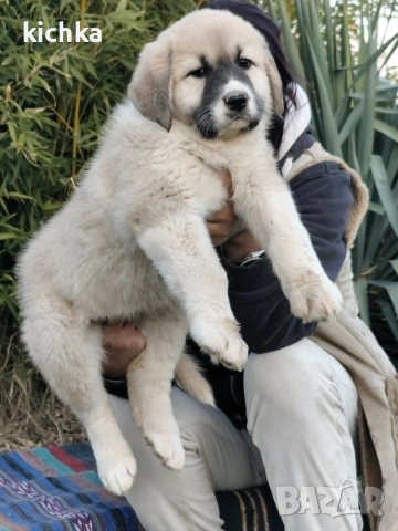 Кавказка овчарка, снимка 3 - Кавказка овчарка - 53840449