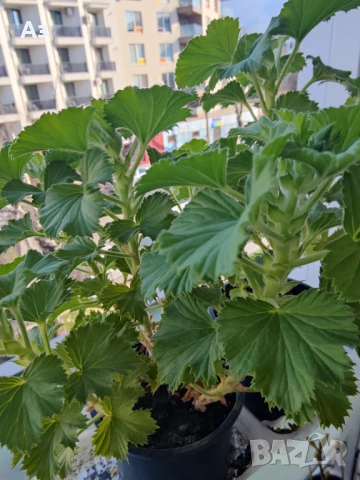 Продавам цветя Кралско (Английско) мушкато - с пъпки, снимка 2 - Стайни растения - 50477875