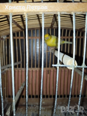 Продавам канари порода Малиноа. , снимка 9 - Канари - 52374514