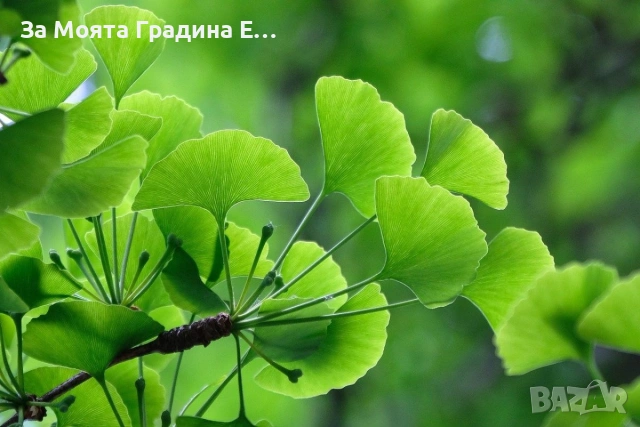 Гинко билоба , снимка 5 - Градински цветя и растения - 53620324