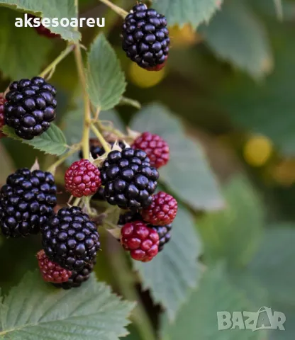 Нови 100 бр Висококачествени органични плодови семена от хранителна Къпина вкусни къпини антиоксидан, снимка 10 - Сортови семена и луковици - 50332727