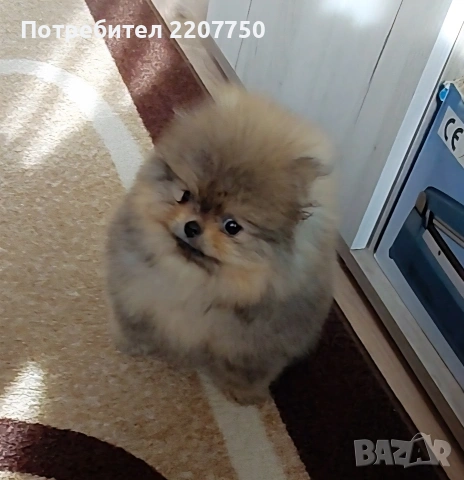 продавам померан 