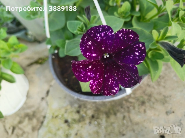 Каскадна петуния в кошница, снимка 2 - Градински цветя и растения - 53854941