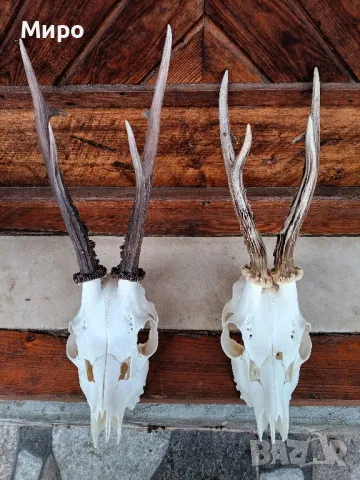 Трофей от сръндак.Рога.2бр.