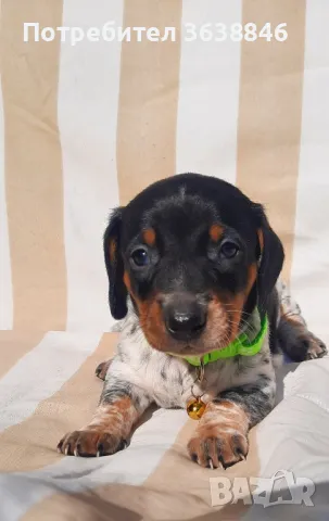 Мини дакел( пиебалд бриндъл), снимка 4 - Дакели - 49397846