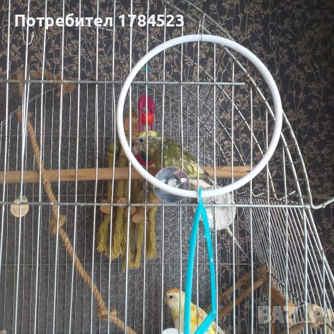 Пойно папагалче младо., снимка 5 - Папагали - 52816122