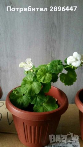Разкошно бяло мушкато, снимка 3 - Градински цветя и растения - 44668018