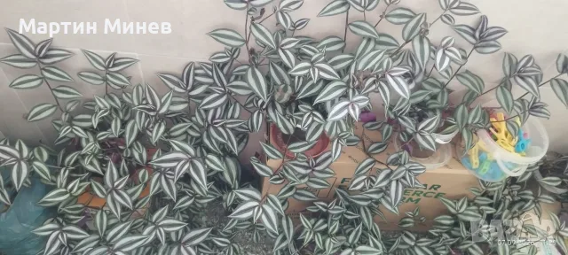 Tradescantia zebrina