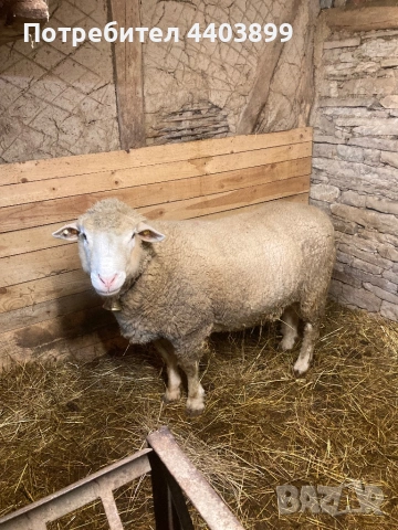 Овен Ил Дьо Франс