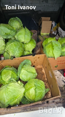 Прясно зеле сорт Кьосе, снимка 2 - Домашни продукти - 52343185