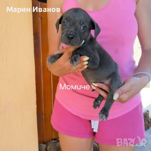 Сини питбулчета 3 момичета и 1 момче!, снимка 2 - Питбул - 55749338