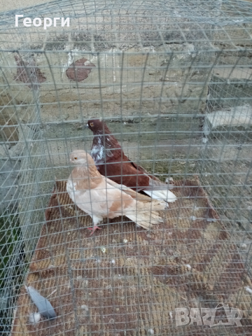 Николаевски гълъби 5 двойки , снимка 3 - Гълъби - 44517160