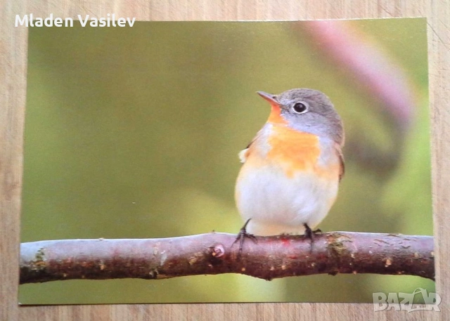 Колекция пощенски картички с авторски фотографии на животни, снимка 7 - Колекции - 53480611