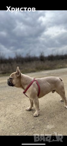 Мъжки френски булдог за разплод, снимка 5 - Френски булдог - 39487066