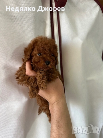 Той Пудел/Toy Poodle, снимка 4 - Пудели - 53826351