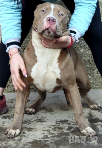 Американско Були Хл American bully Xl