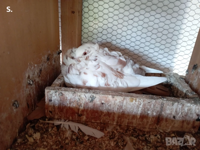 Чайки , снимка 5 - Гълъби - 50774390