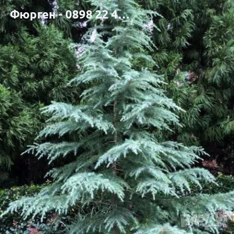 Хималайски кедър (дърво на боговете"), снимка 3 - Разсади - 55790102
