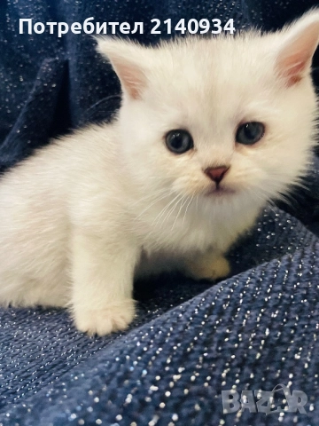 Британско късокосместо котенце – мъжко, сребърна чинчила (чистокръвно) , снимка 4 - Британска късокосместа - 52902824