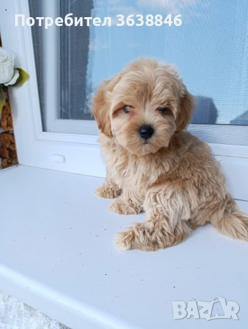 Малтипу, снимка 1