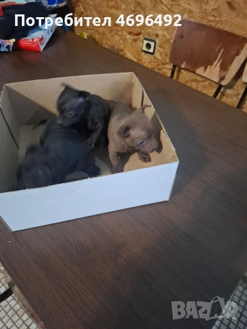 продавам пясъчни пинчери., снимка 2 - Пинчер - 52944172