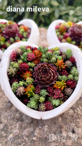 Гипсокерамични крила с формата на сърце и с живи студоустойчиви сукуленти!