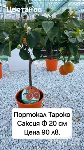 Портокал сорт Тароко