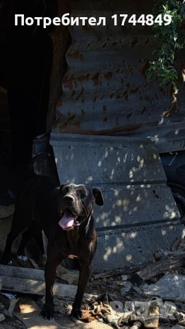 Мъжко куче-пазач, снимка 2 - Други - 50644418