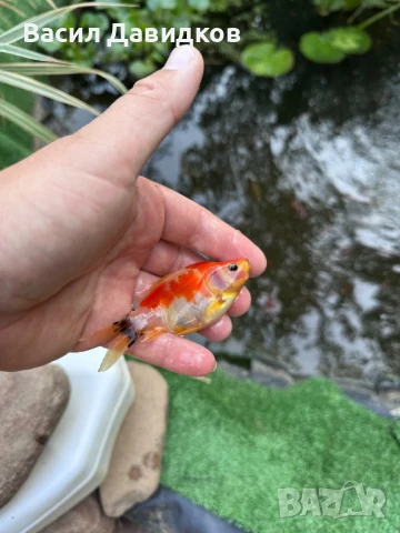 Златни риби Комети имам различни размери , снимка 16 - Рибки - 45372844
