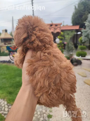 Пудел Той/Poodle Toy, снимка 2 - Пудели - 55990228