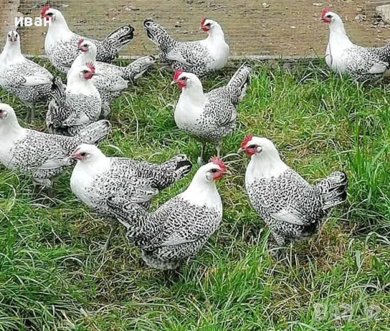 Оплодени яйца от Сребърно Брезе Бантам-единствени в България, снимка 2 - други­ - 52854464