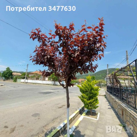 Овощни плодни дръвчета , снимка 8 - Градински цветя и растения - 42639025