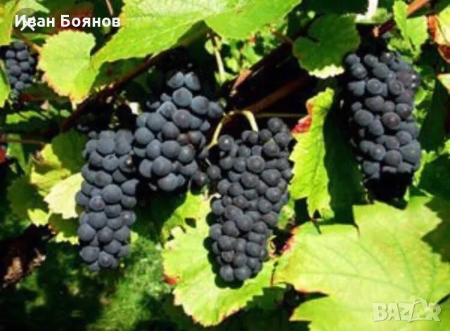 Грозде за Вино и Ракия!…БЕЗПЛАТНО МЕЛЕНЕ, снимка 3 - Домашни продукти - 55861572