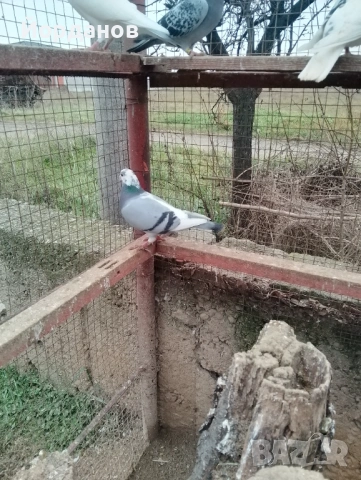 Пощенски гълъби, снимка 4 - Гълъби - 53221488
