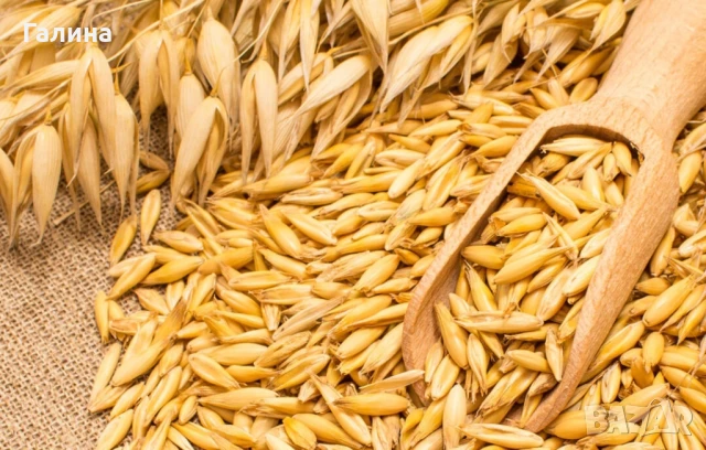 Продавам овес реколта 2025