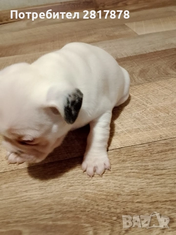 продават се , снимка 4 - Пинчер - 53346872