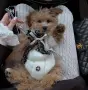 кавапу/cavapoo🐾💝💙💝, снимка 1