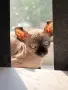 Котенце Сфинкс Елф, снимка 3