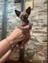 Символично!!! Канадски сфинкс , снимка 3