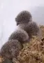 Африкански мини таралежи, снимка 1